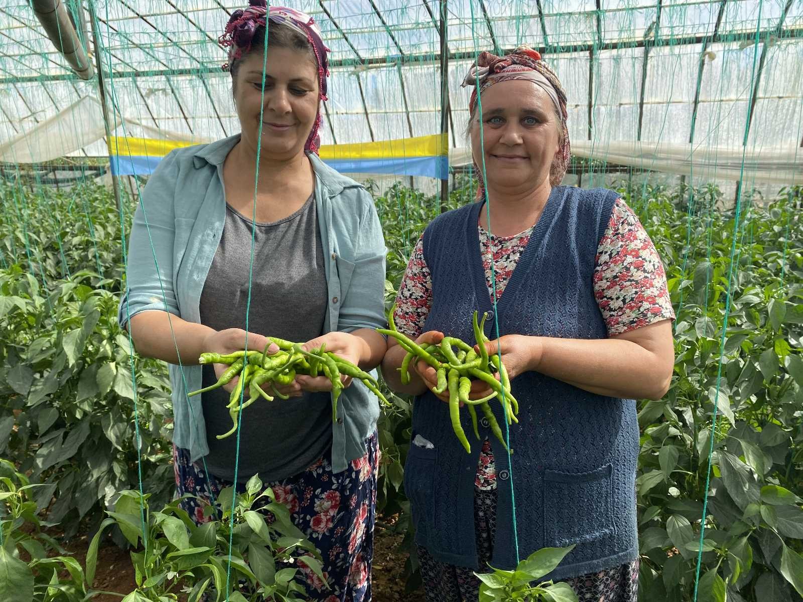 Antalya’da kahvaltılık biber hasadı başladı