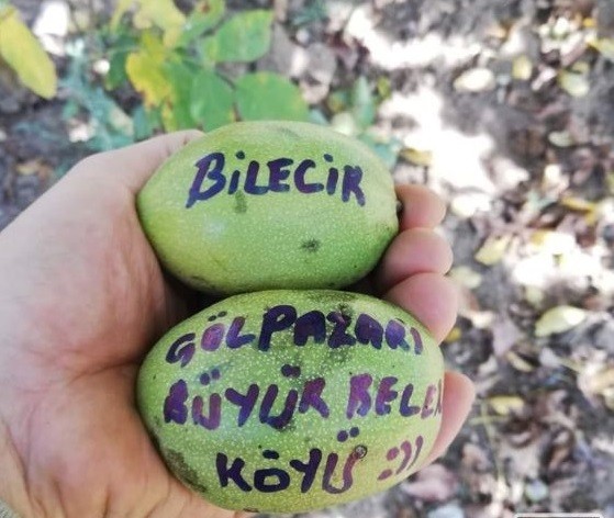 Bilecik’te ceviz hasadı yüz güldürdü
