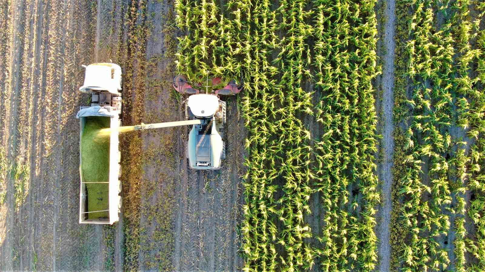 Elazığ’da 4 bin dönümlük alanda silajlık mısır hasadı başladı