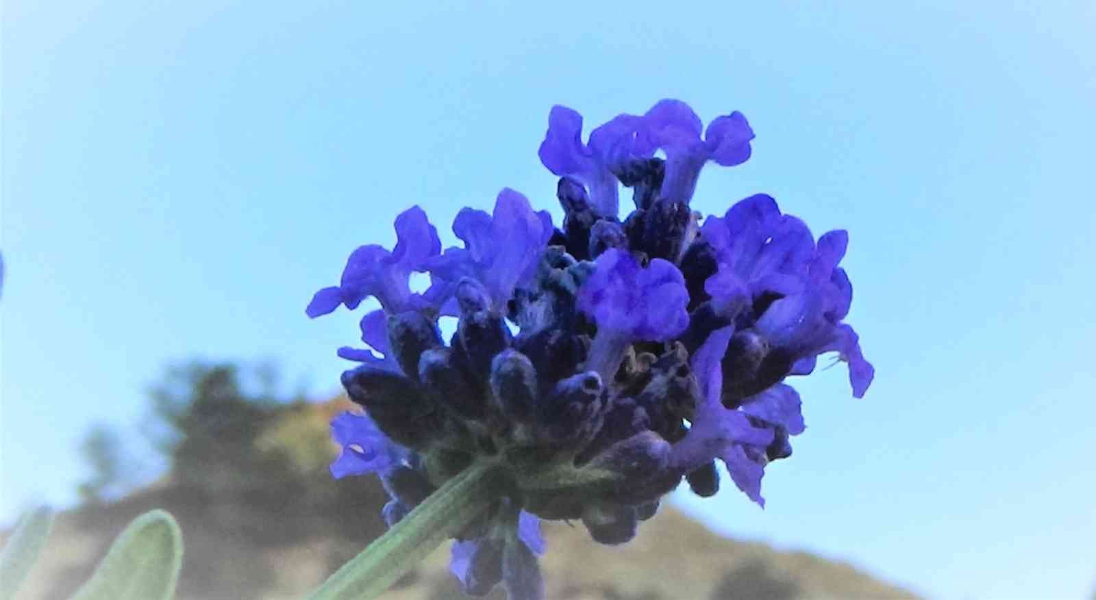 Türkiye’nin tıbbi aromatik bitkilerden geliri 150 milyar dolar olabilir