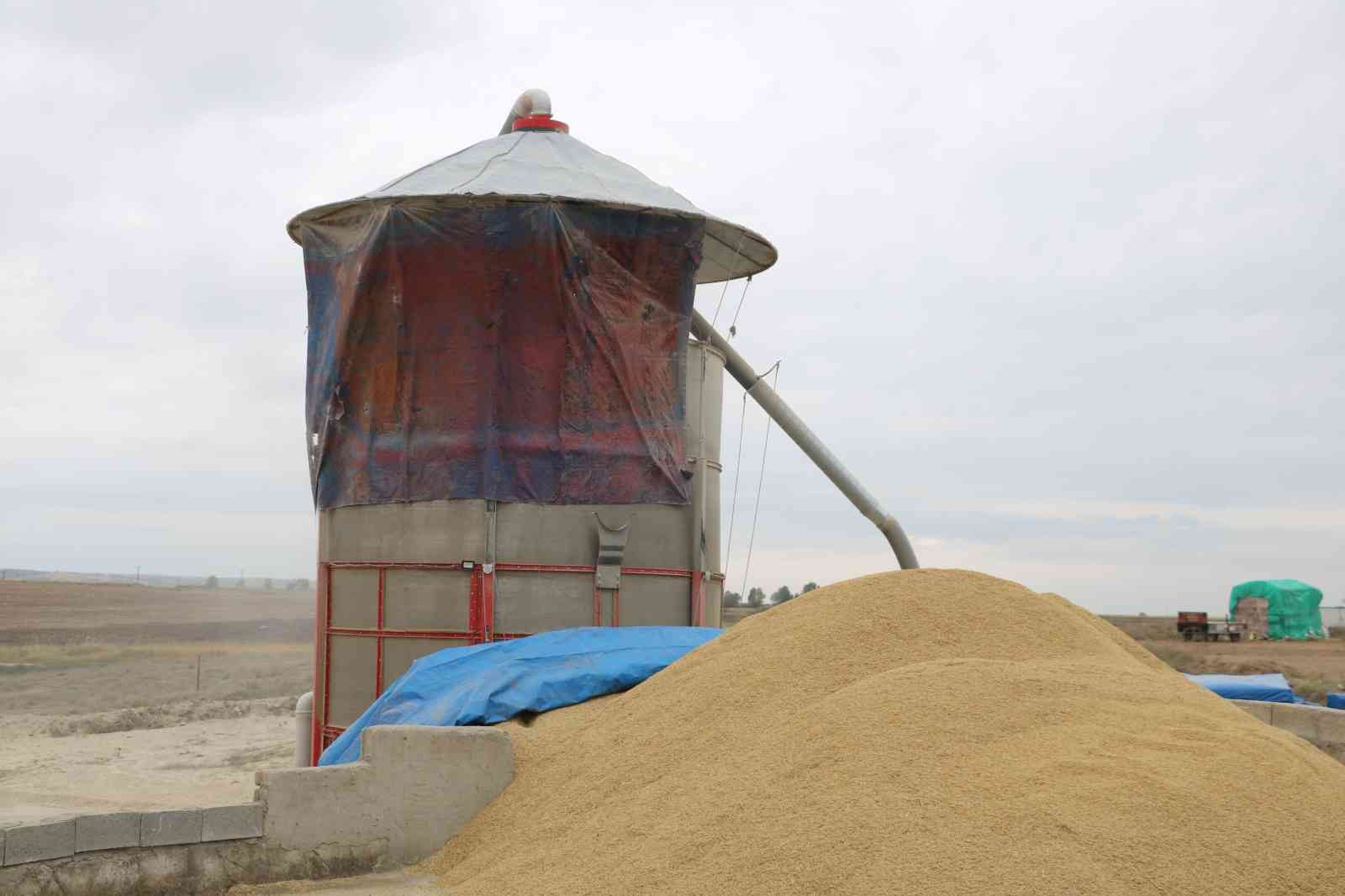 ’Beyaz altın’ çeltikte kurutma mesaisi başladı