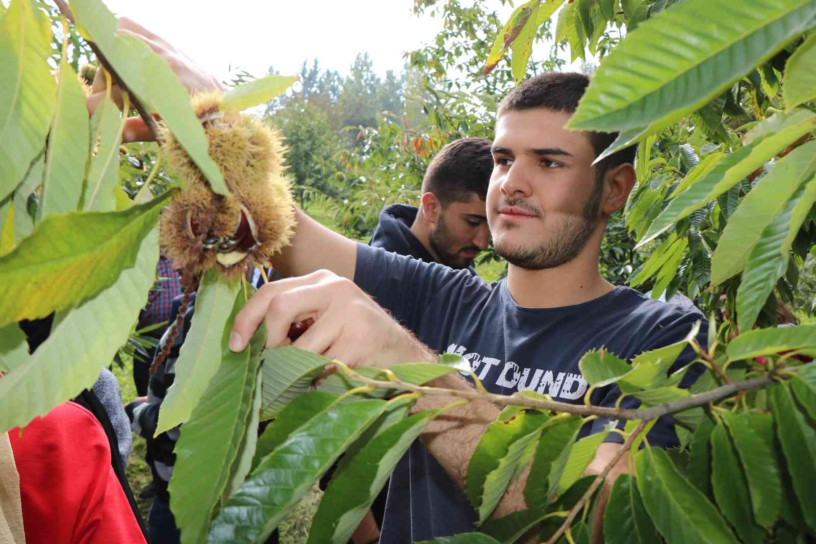 Hastalığa ve zararlılara dayanıklı kestanelerin hasadına başlandı