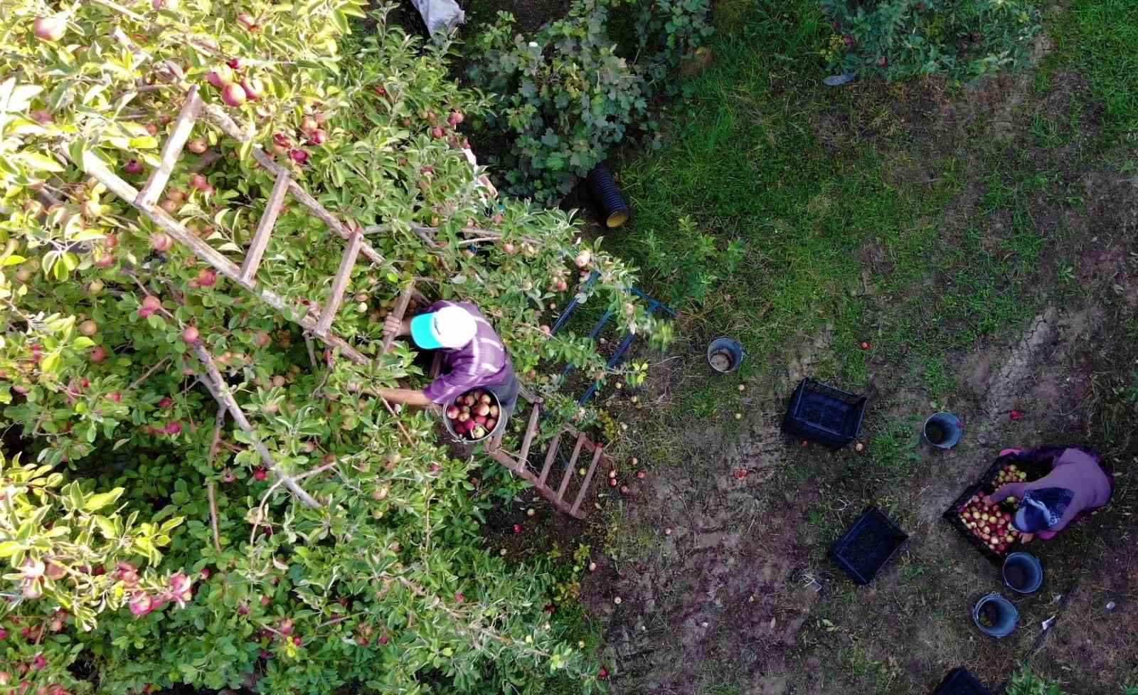 Amasya elmasında rekolte patlaması: Topla topla bitmiyor