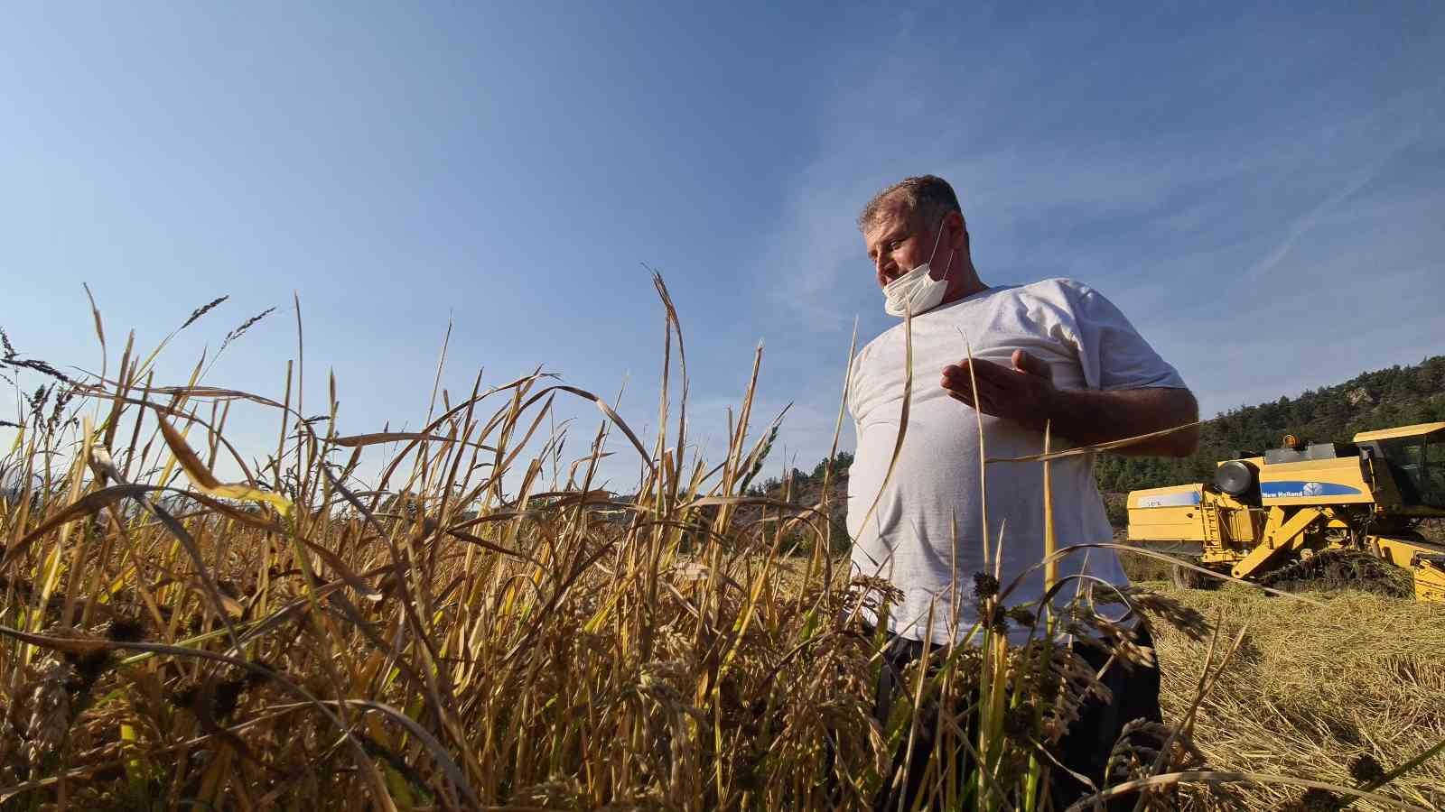 Tarladan mutfağa uzanan pirinçte hasat başladı