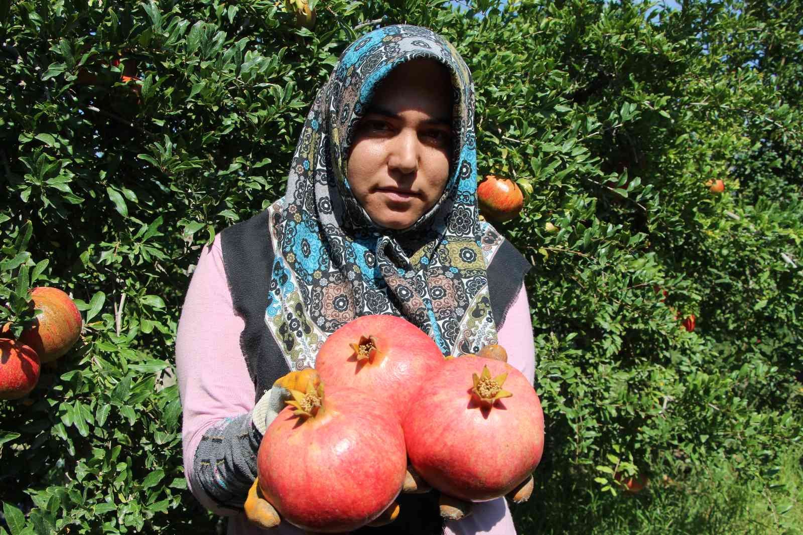 Nar ihracatında hedef bin 200 ton