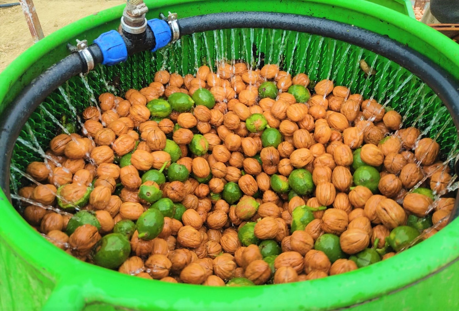 (Özel) Edirne’de ceviz hasadı başladı