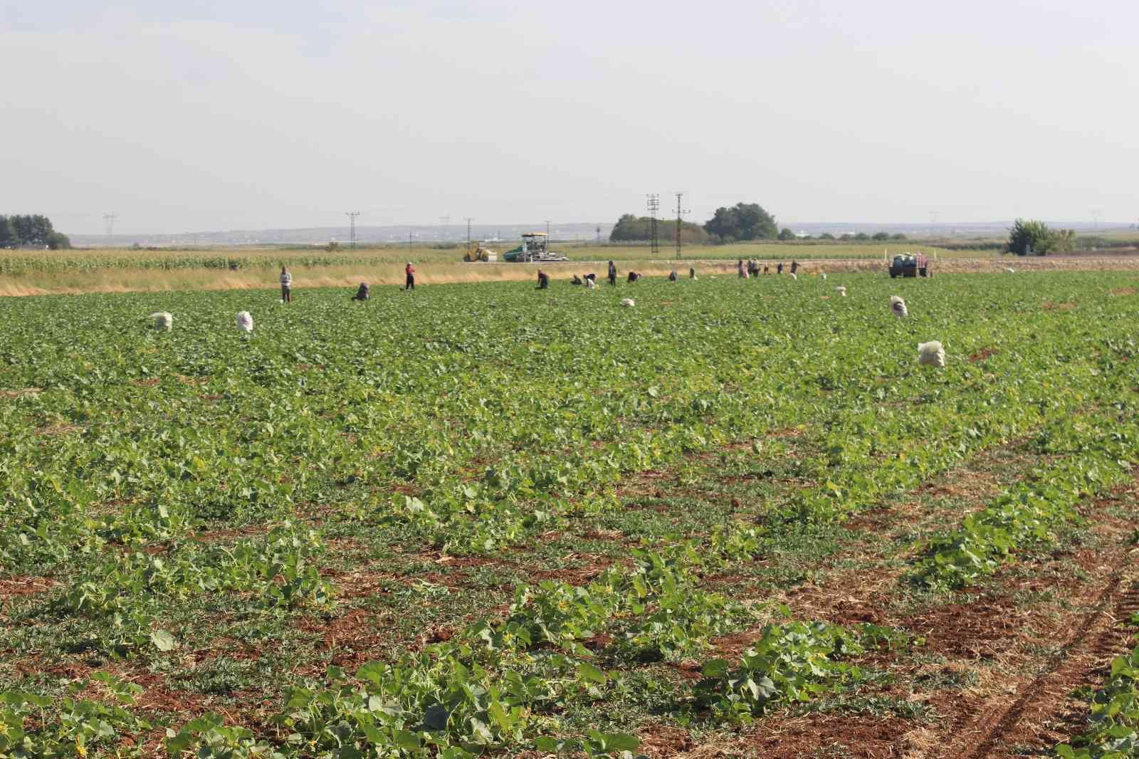 Kilis’te turşuluk hıtta acur zamanı
