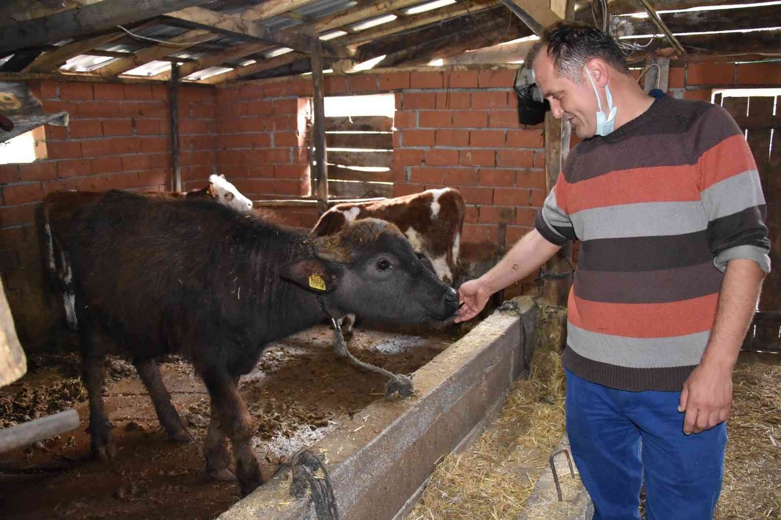 (Özel) Manda üreticisinden çağrı: “Zonguldak için en büyük yatırım tarım”