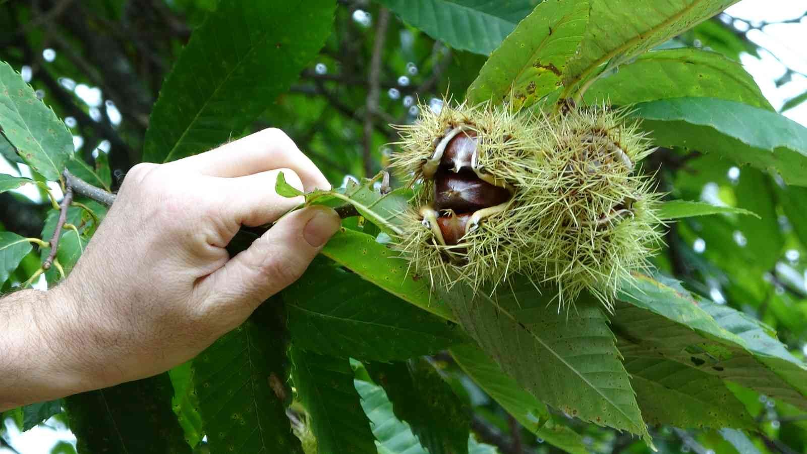 Sinop kestanesinde en verimli sezon