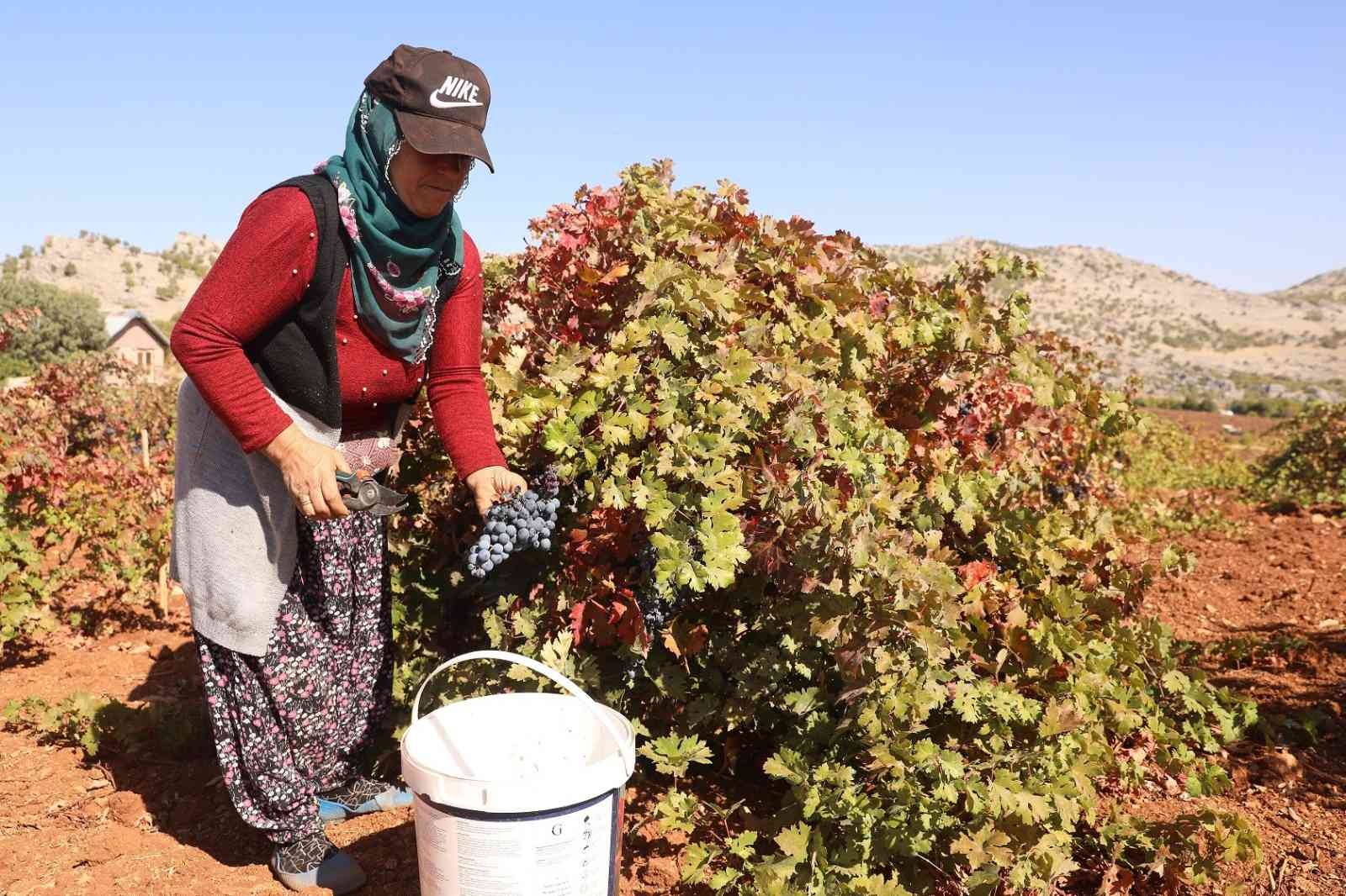 Diyarbakır’da coğrafi işaretli Boğazkere üzümünde bağbozumu başladı