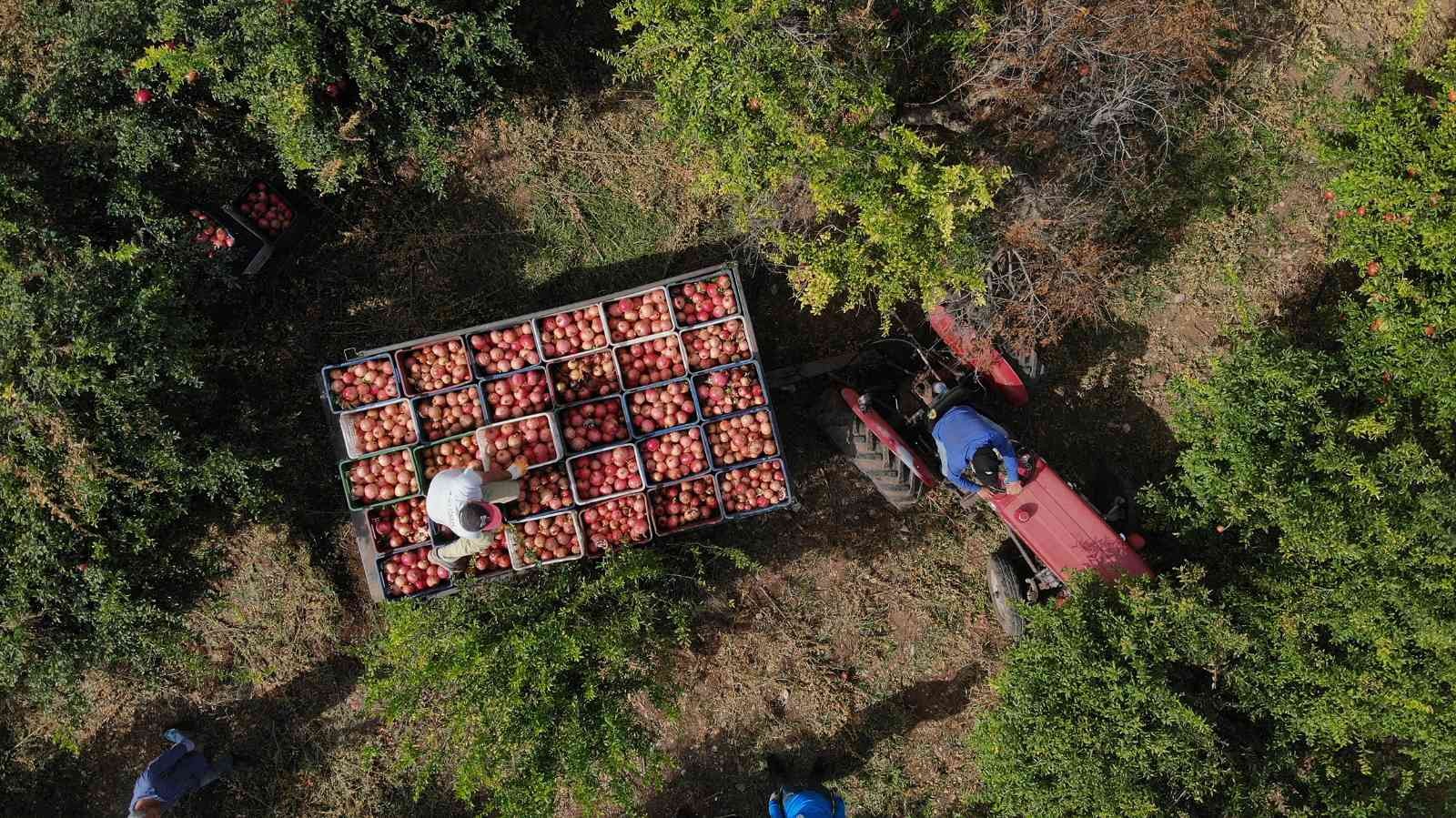 Antalya’da Hicaz narı yüz güldürüyor
