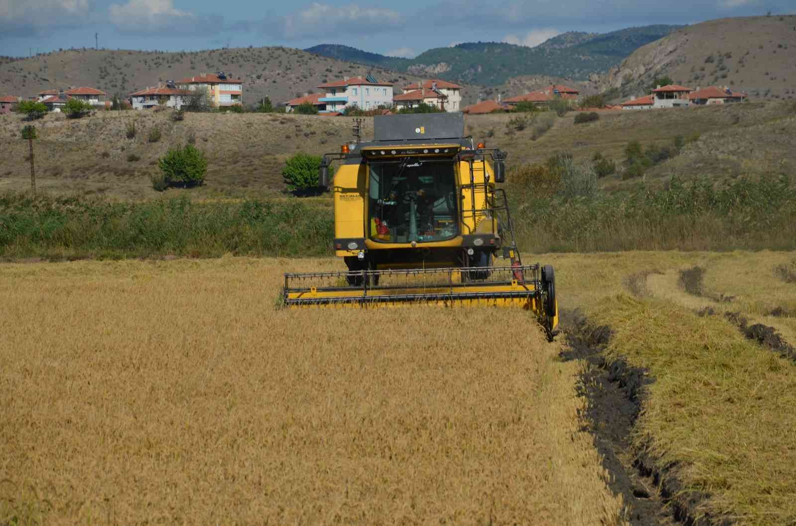 ‘Beyaz altın’ın sofralara uzanan yolculuğu başladı