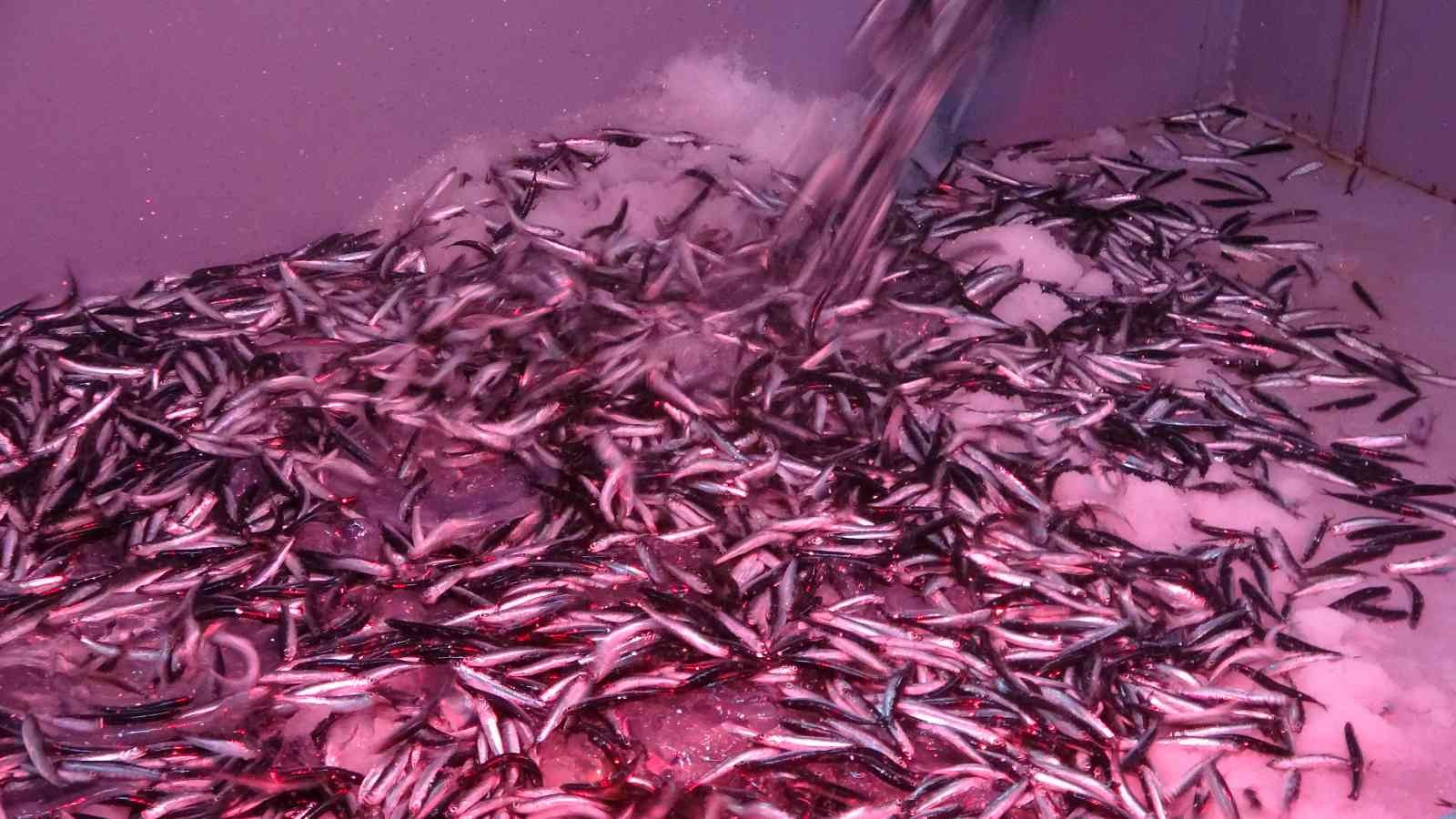 Karadeniz hamsisi yüzleri güldürüyor