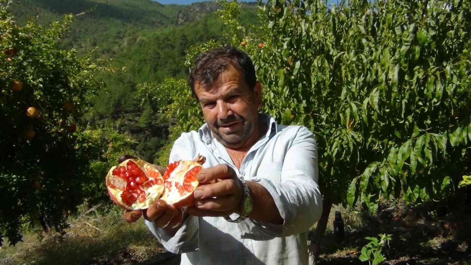 Tescilli Kuytucak narı üreticisinin yüzünü güldürdü