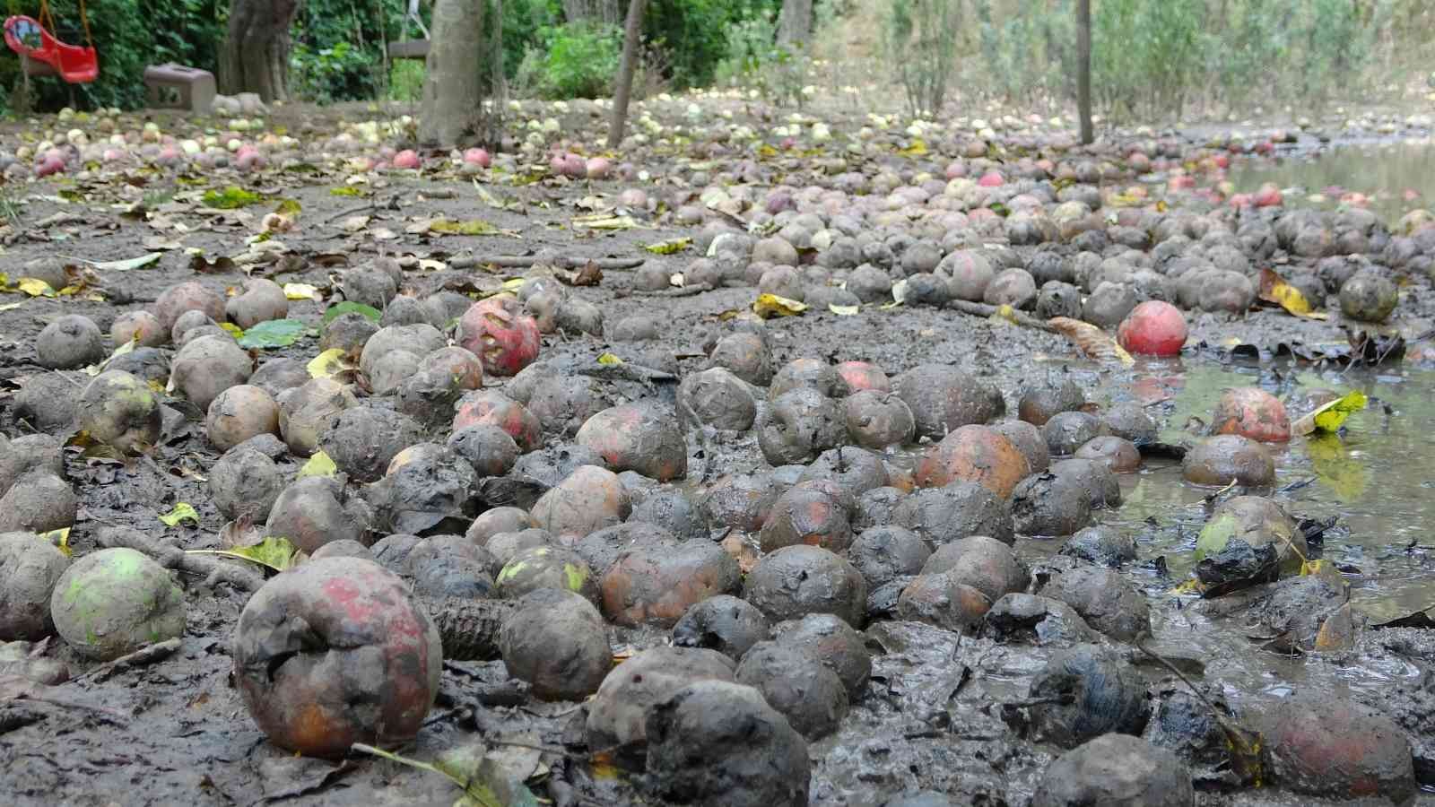Binlerce ton meyve çürümeye terk edildi