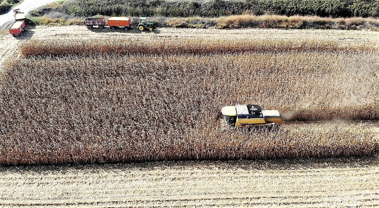 Dane mısır çiftçinin yüzünü güldürdü