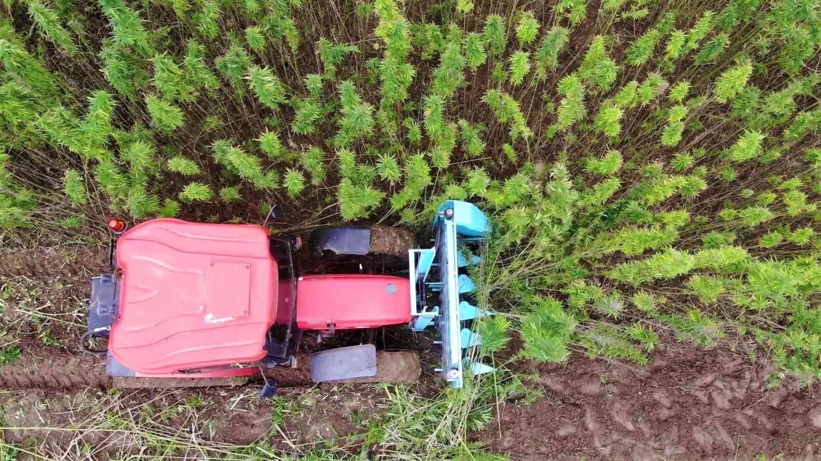 Türkiye’nin ilk tescilli kenevirinde hasat