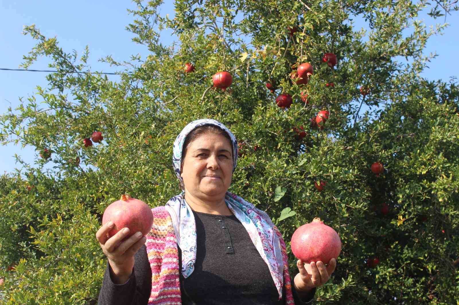 Manisa’da en fazla nar üretimi Salihli’de yapılıyor