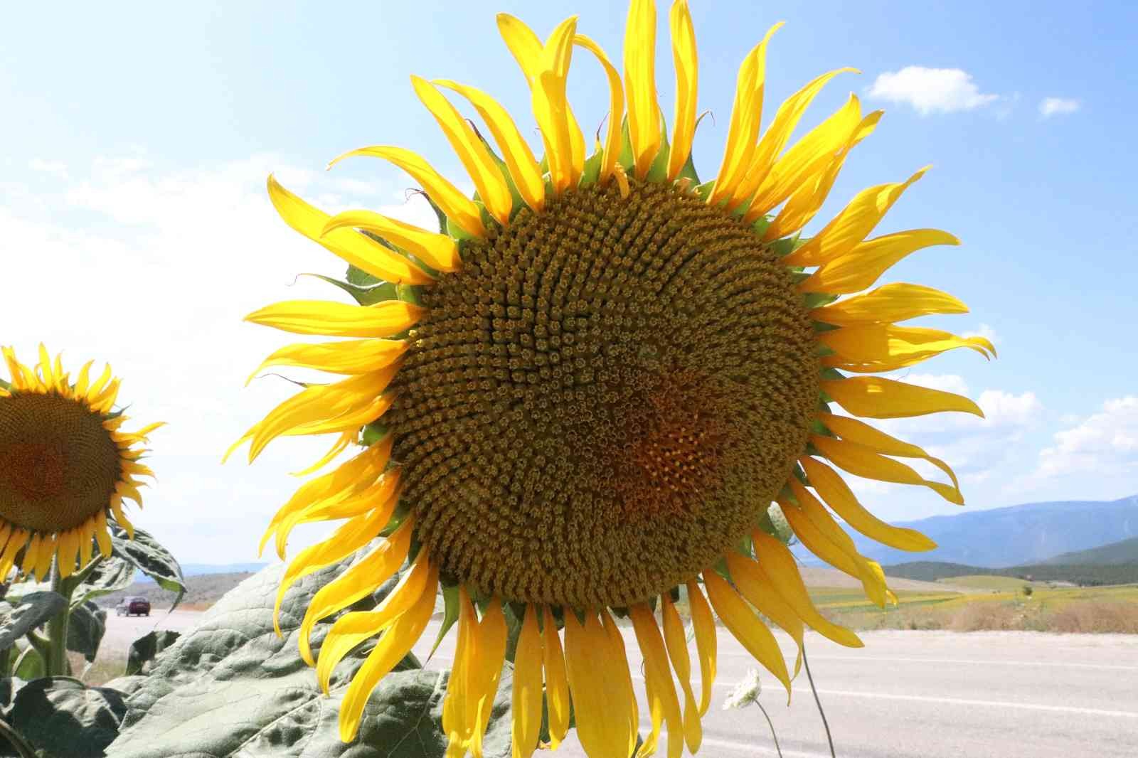 Ayçiçeğinde ’fark’ ödemesi: Yüzde 38’lik artış