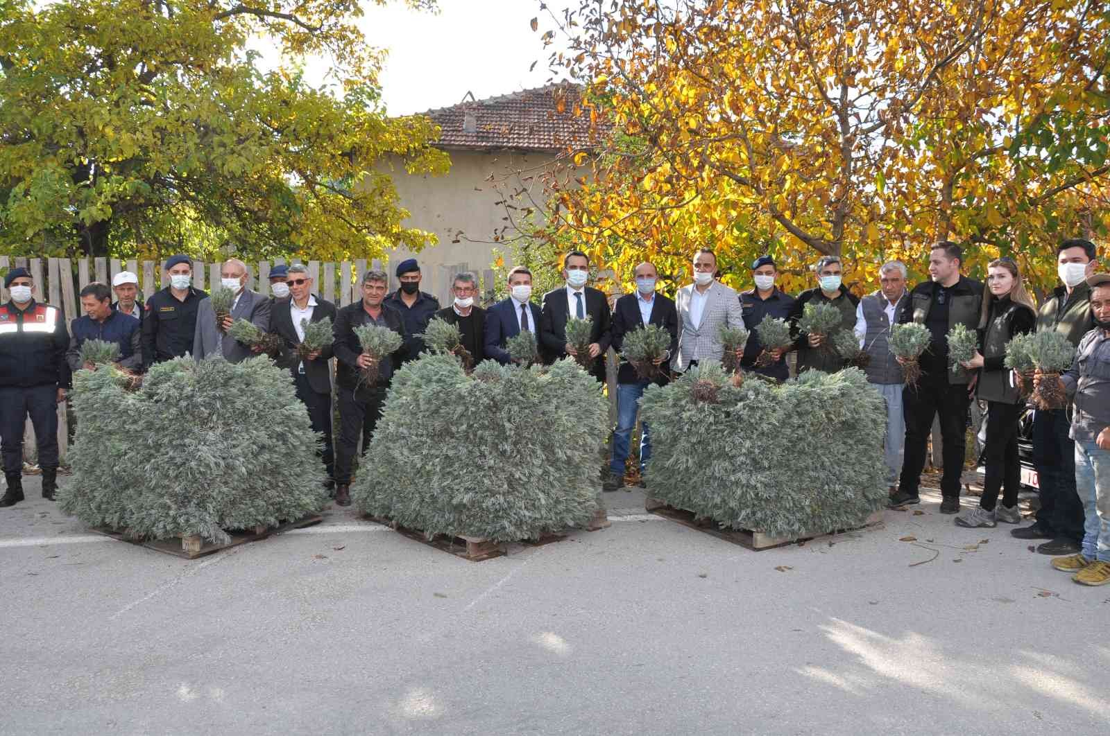 (ÖZEL) Çiftçilere dağıtılan 120 bin lavanta fidesi toprakla buluşuyor