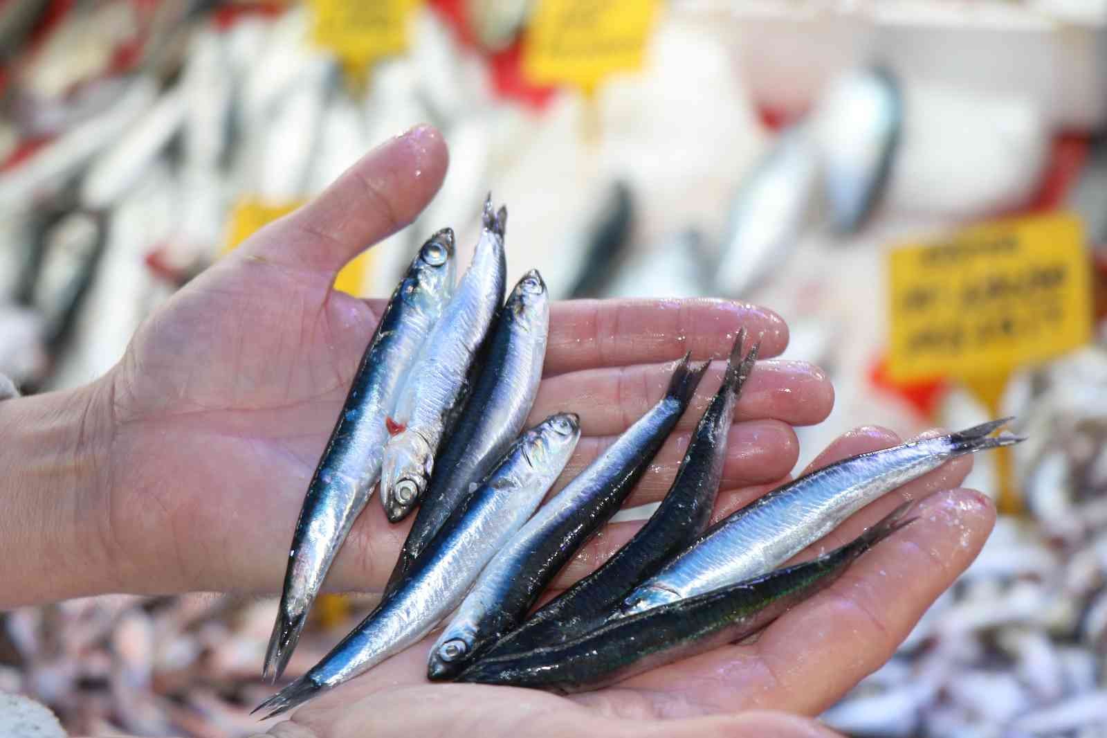 Karadeniz’in incisi ’iri hamsi’ 15 liradan kapış kapış gidiyor