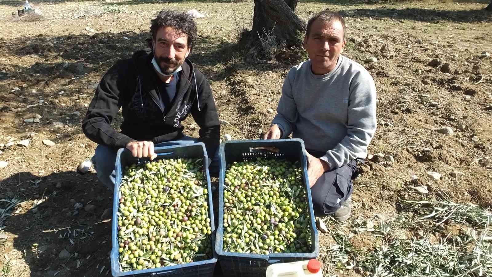 Değişik illerden gelip zeytin hasadına katıldılar