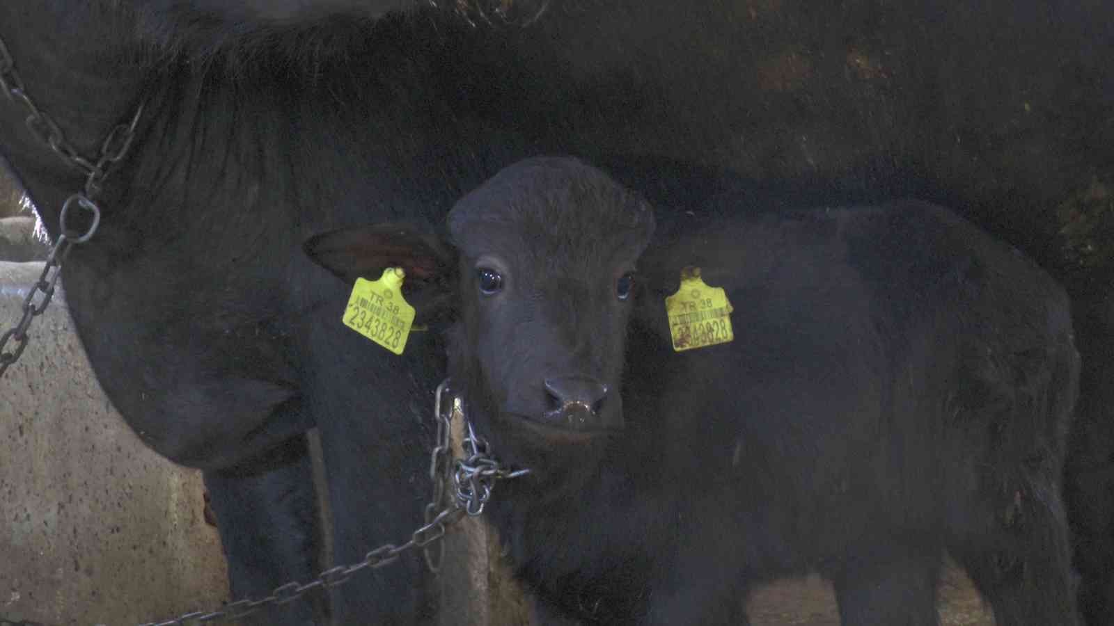 Kayseri’de ilk suni tohumlamayla doğan mandaya ‘Küçükhisar’ ismi verildi
