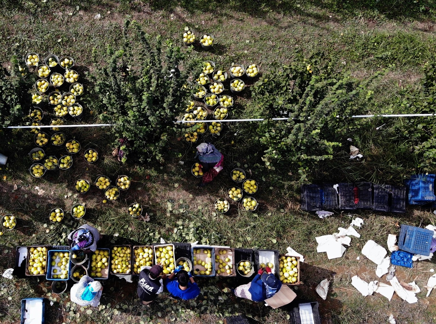 Sakarya’da yetiştiriliyor, dünyada rakibi yok