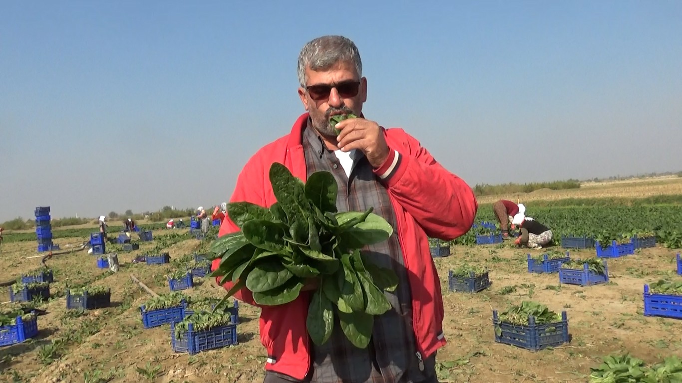 Manisalı üretici ’Biz zehir yetiştirmiyoruz’ deyip, çiğ ıspanak yedi