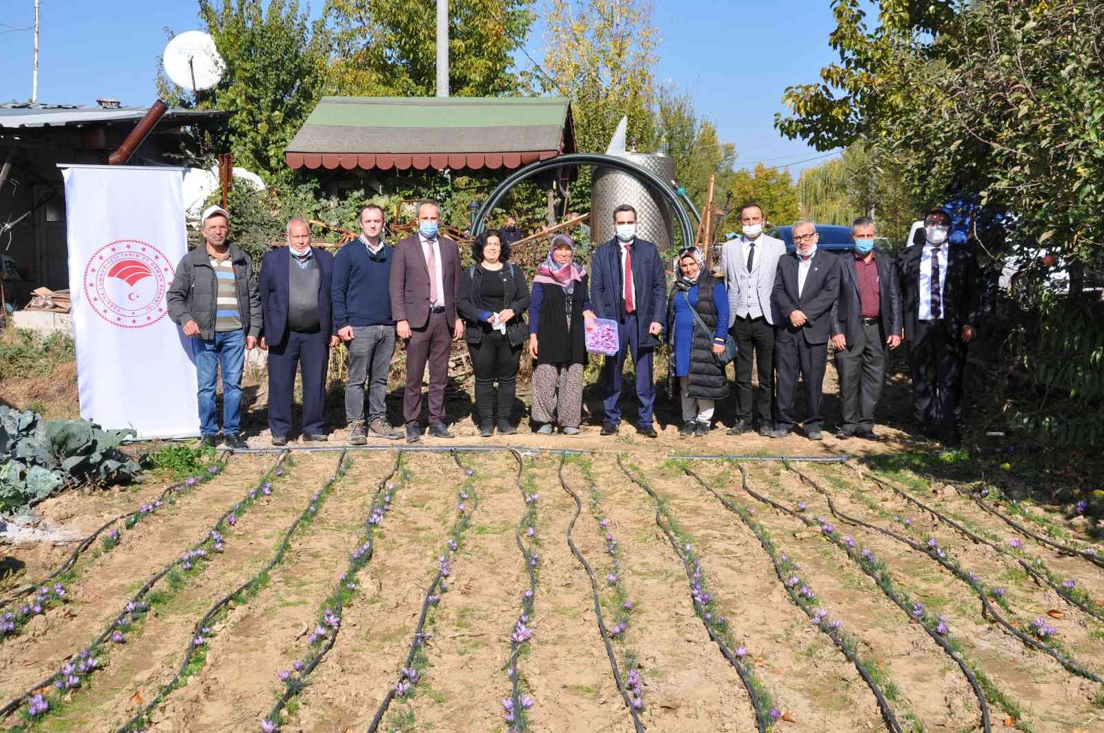 Safran üretiminde olumlu sonuç