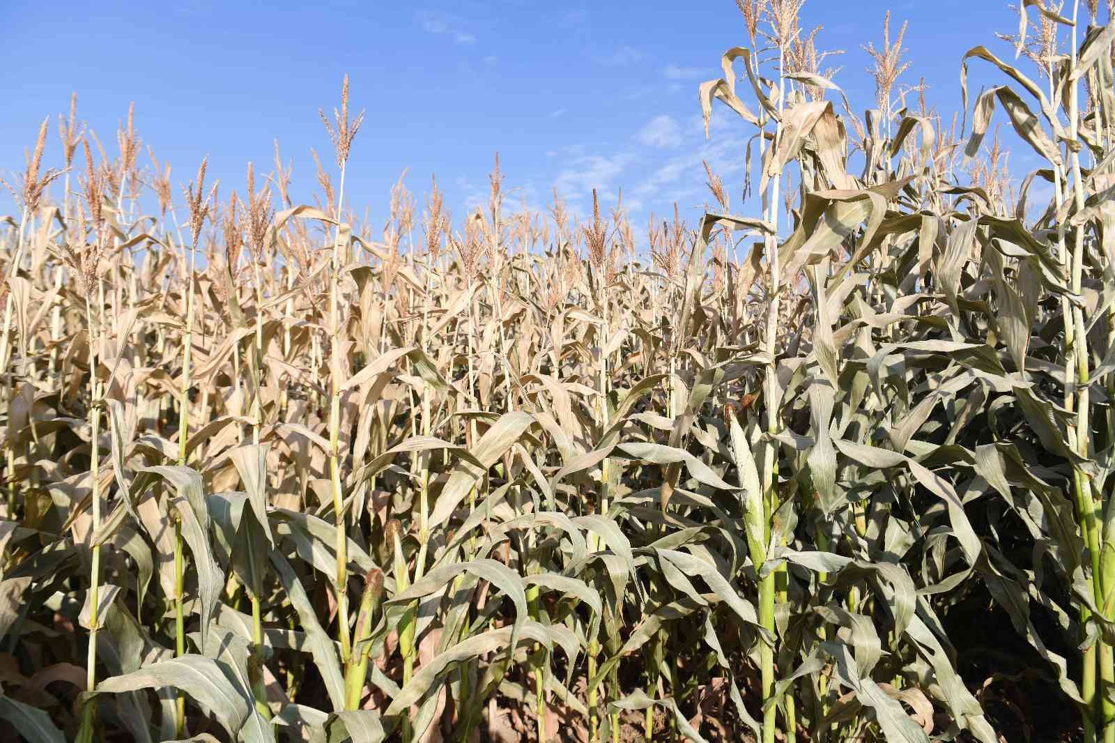 Ankara Büyükşehir Belediyesinden hayvancılığa destek
