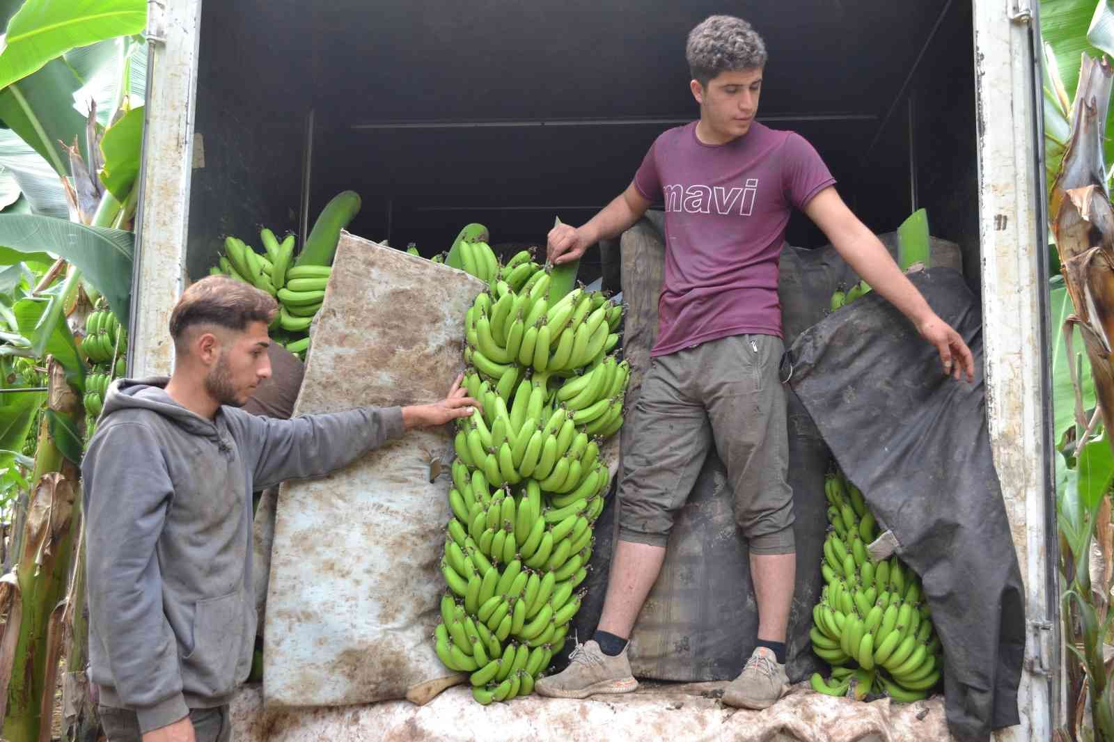 Kuaförlük kazancıyla yaptırdığı muz serasından yıllık 250 ton ürün bekliyor