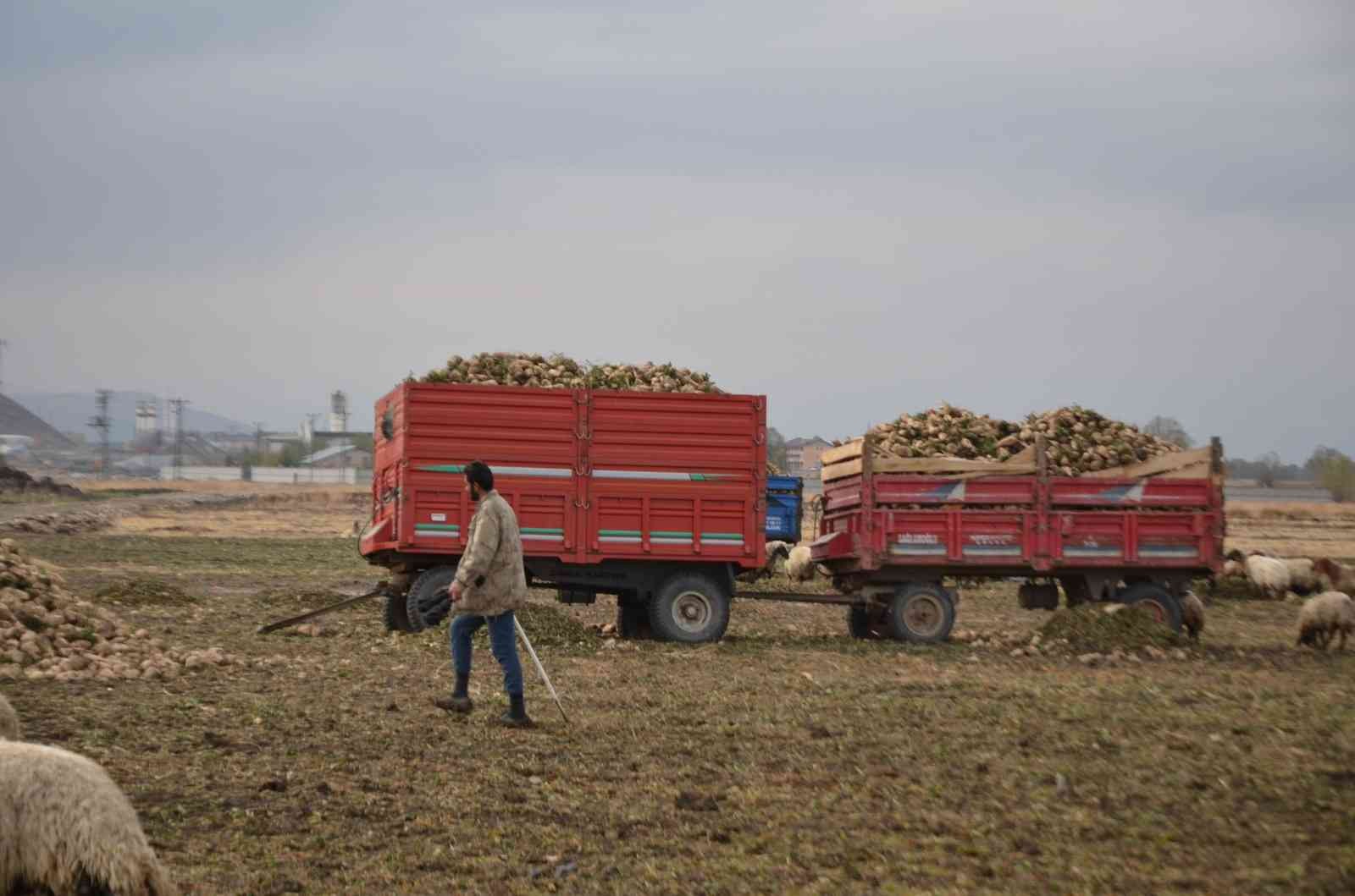 Sağanak yağış pancar üreticisinin işini zorlaştırdı