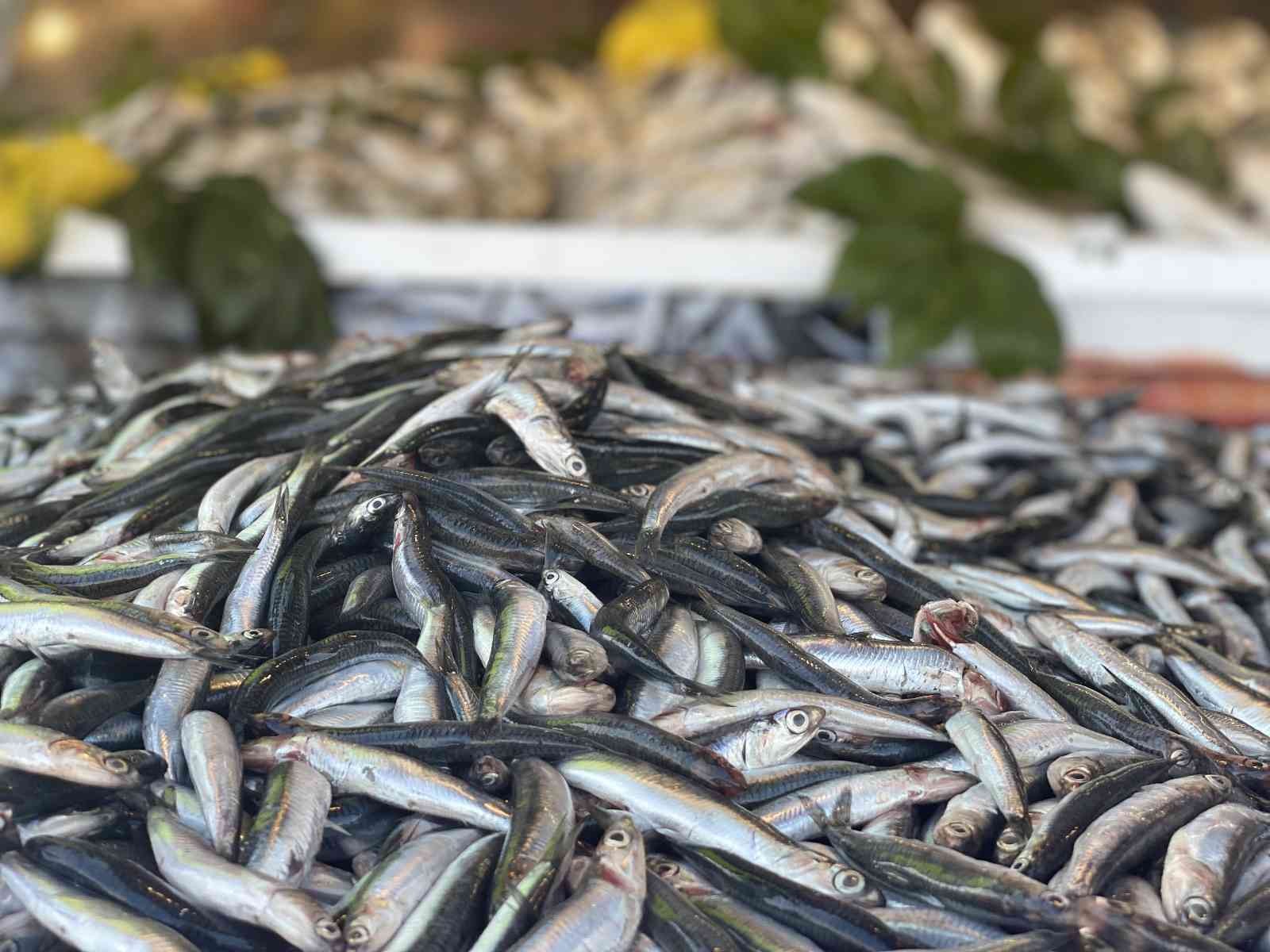 Palamut azaldı, hamsi bollaştı