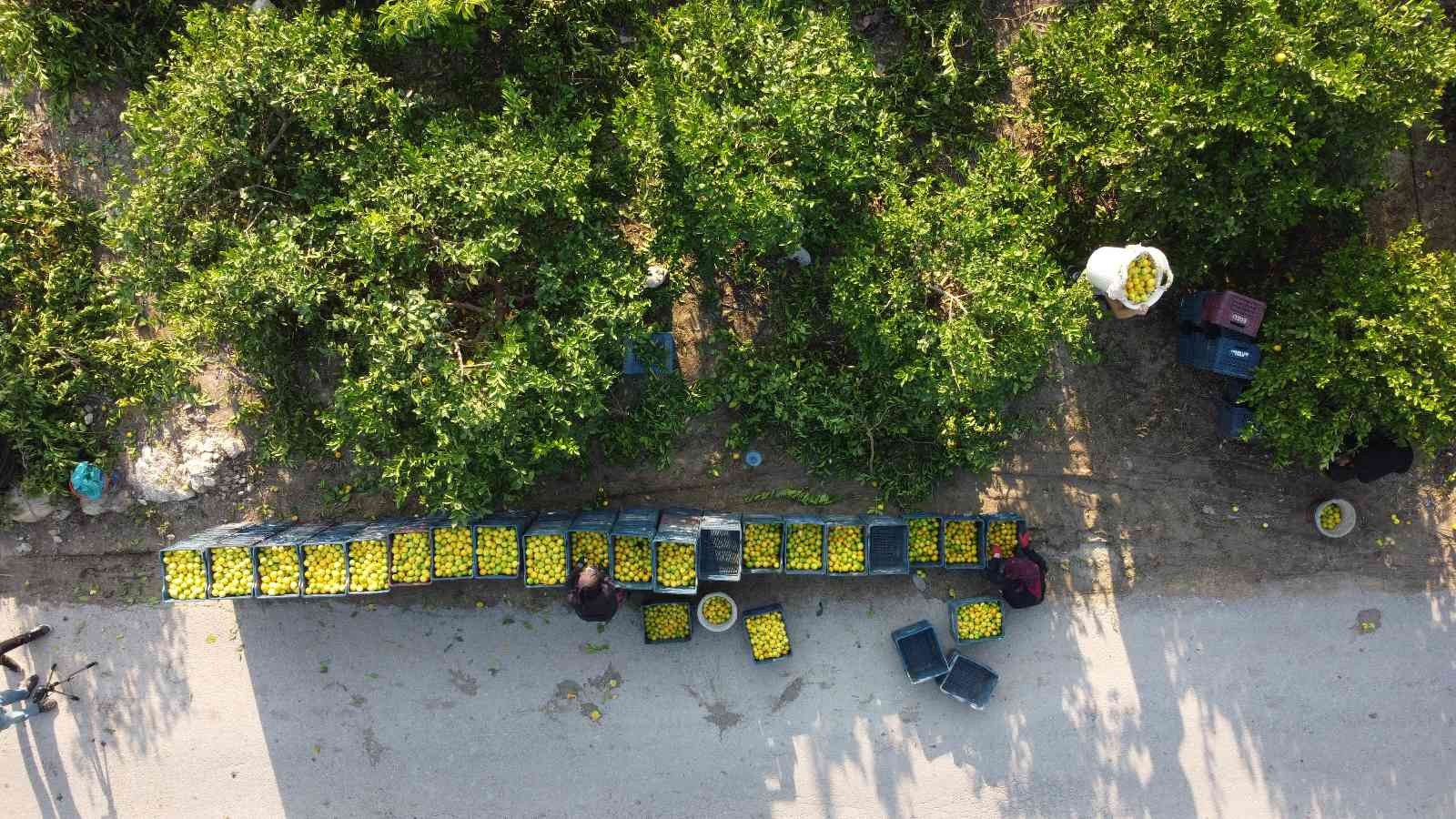 Mersin’den 60 ülkeye limon ihracatı