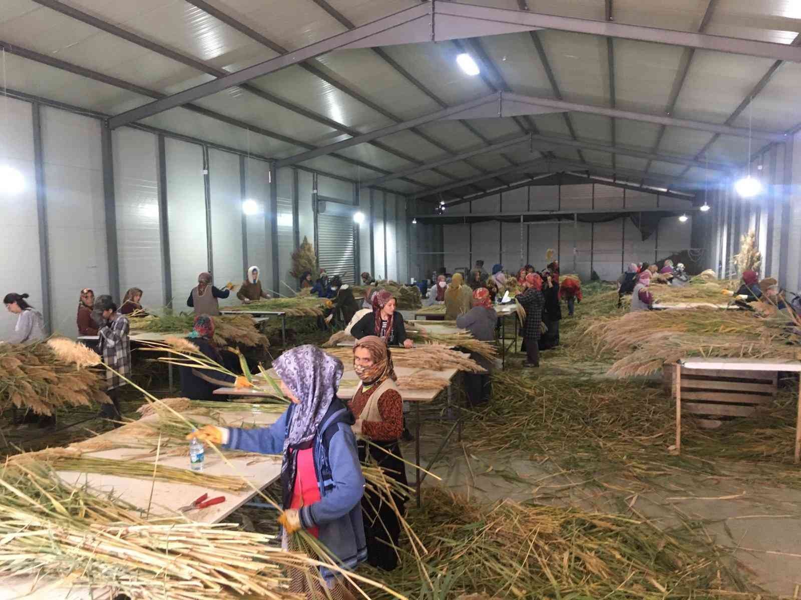 Yabani bitkiler köy kadınlarının geçim kaynağı oldu