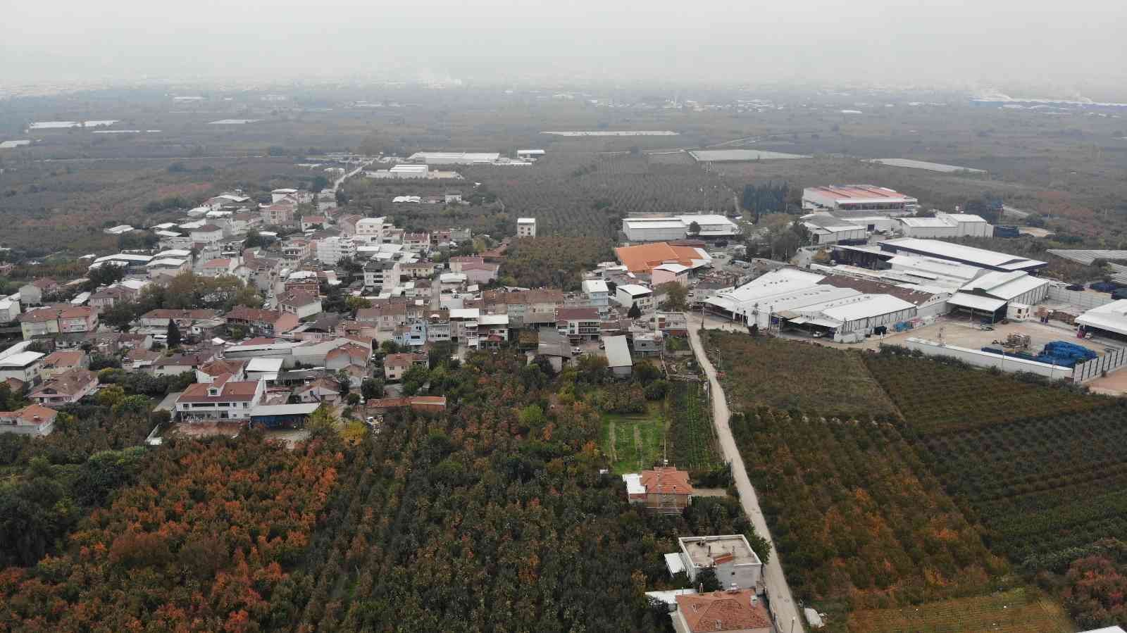 (Özel) Türkiye’nin meyve ambarı...Futbol topu gibi armutlar şaşırtıyor