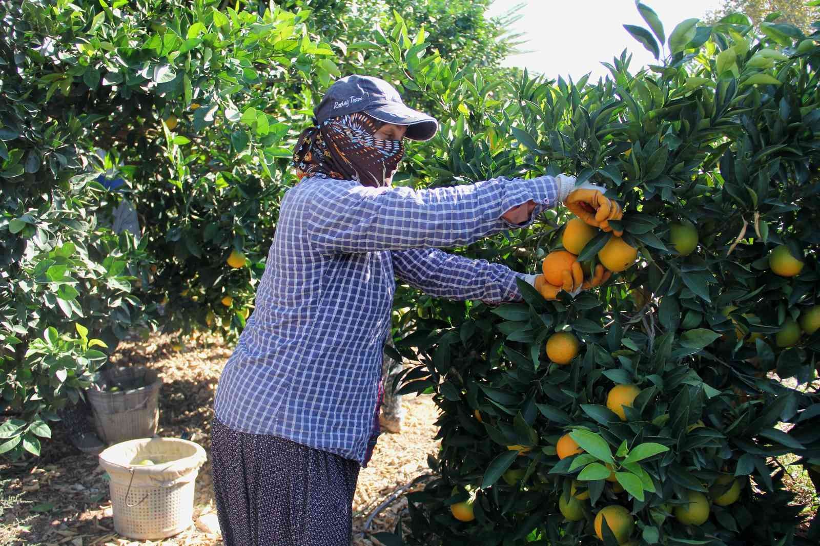 Narenciyede rekolte yüksek, ekonomik karşılığı düşük