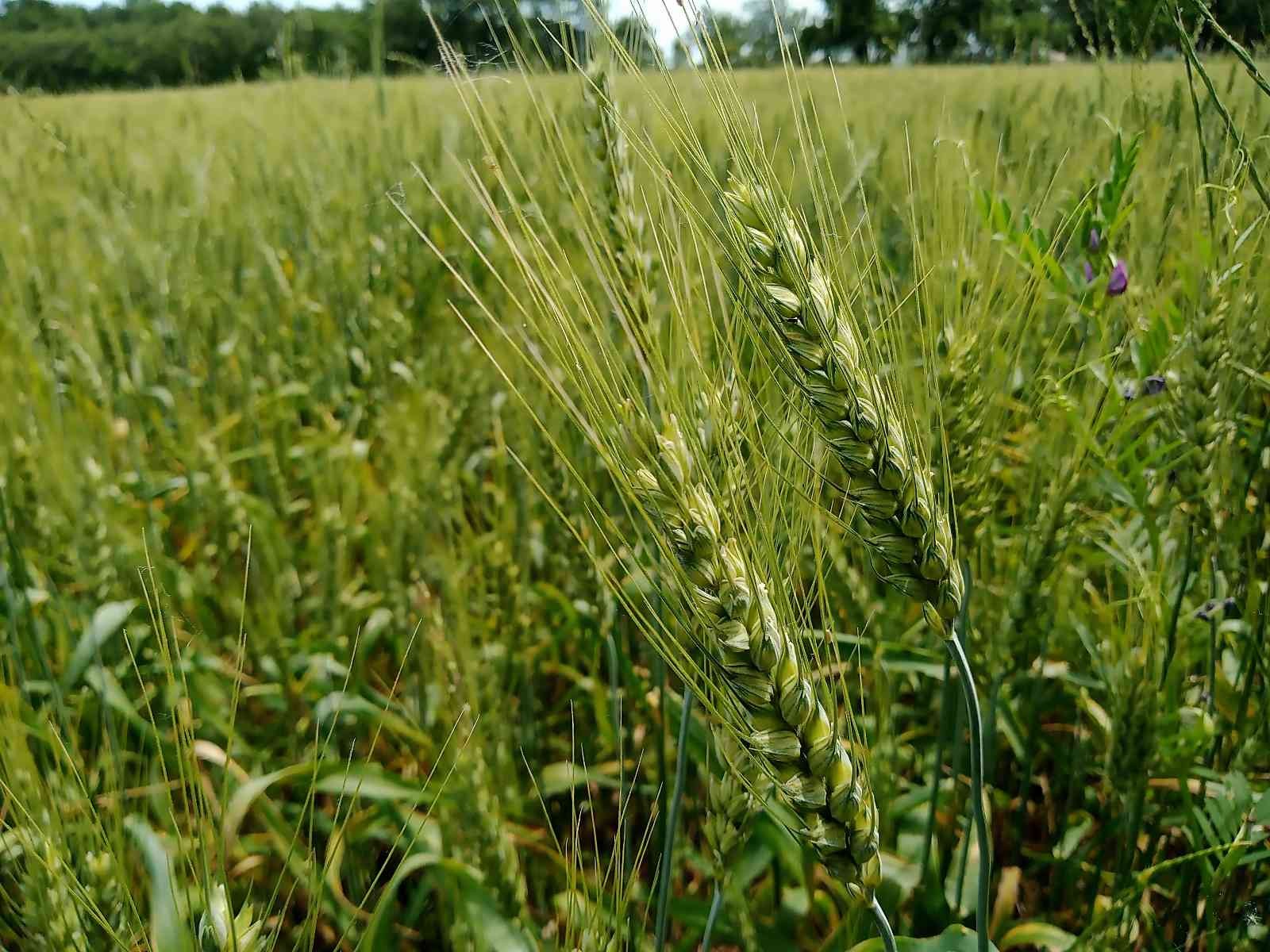 Türkiye’de ekmeklik buğday üretimini artırma destekleri