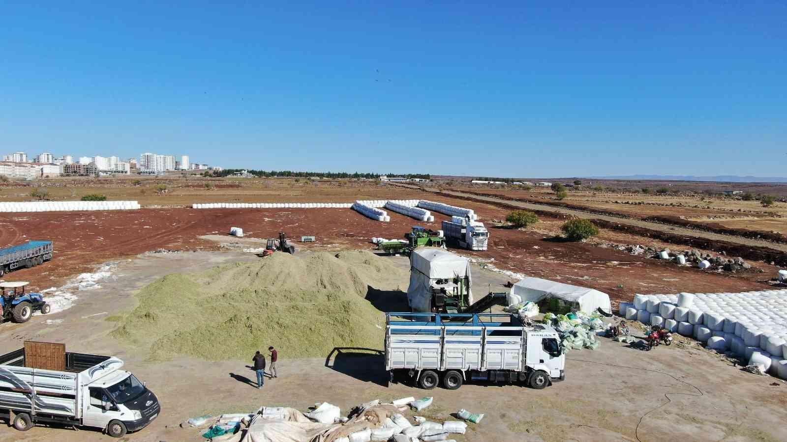 Siverek’te ikinci ürün mısırdan 500 bin ton silaj yemi elde edildi