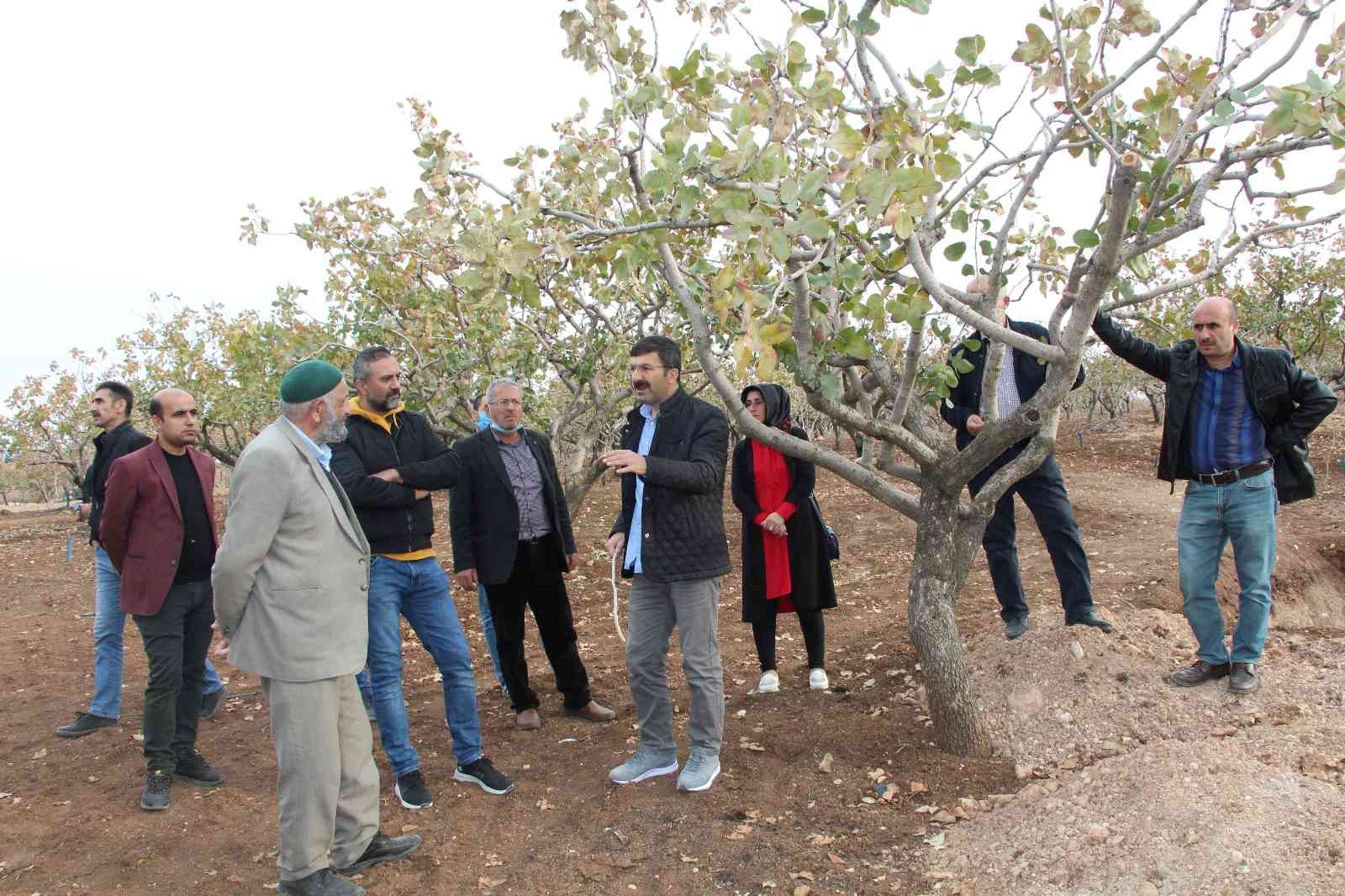 Aldıkları eğitimle fıstık üreticileri rekoltede 2 kat artış sağlayacak