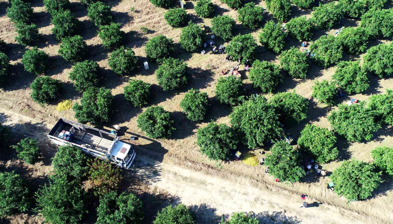 Adana’da portakal hasadı sürüyor