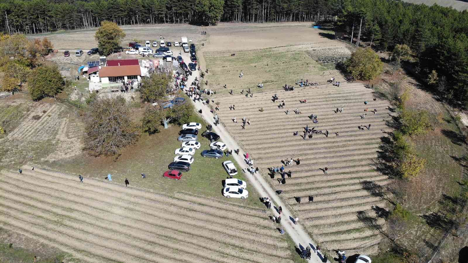 İlçe turizmini hareketlendiren safran tarlalarını 90 bin kişi ziyaret etti