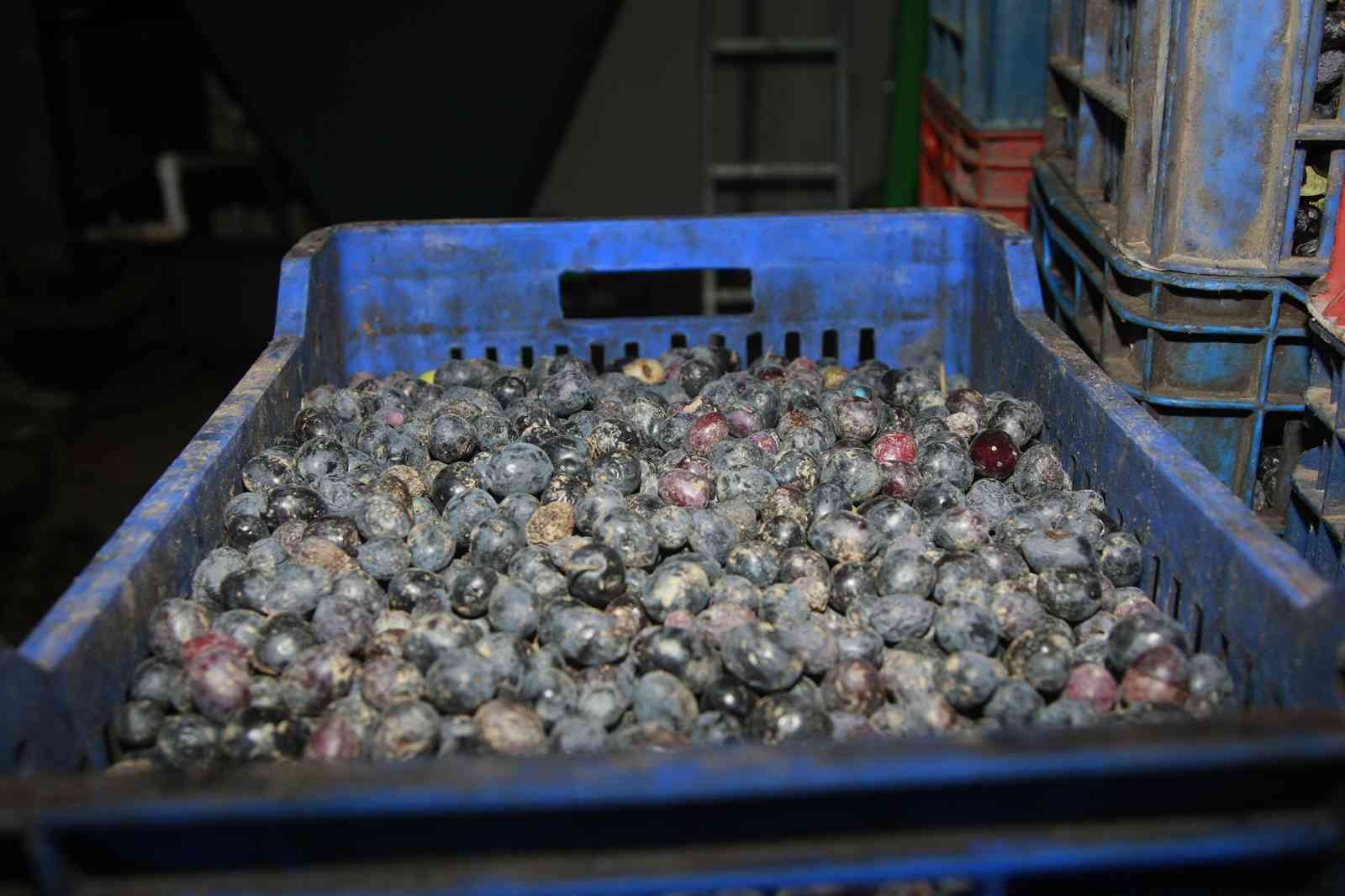 (Özel) Bursa’da zeytinyağı için yağhanelerde mesai başladı