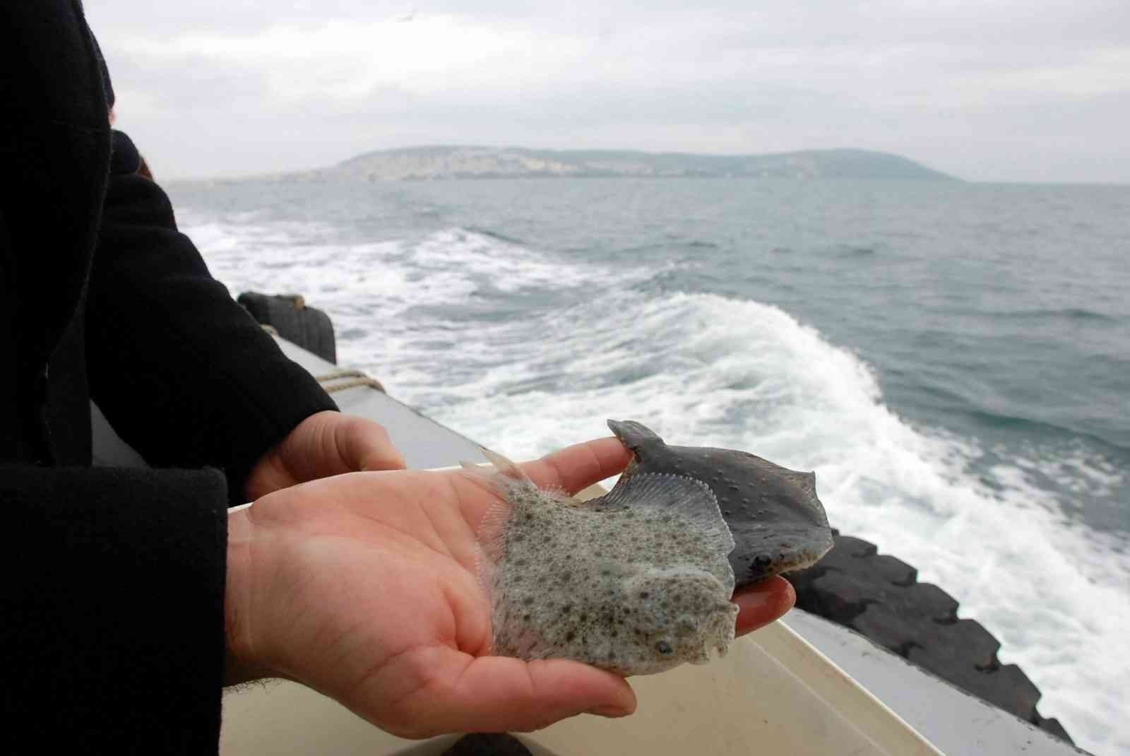 Karadeniz’in Kalkan denizi olması için 24 yılda 100 binin üzerinde Kalkan yavrusu denize bırakıldı ama...