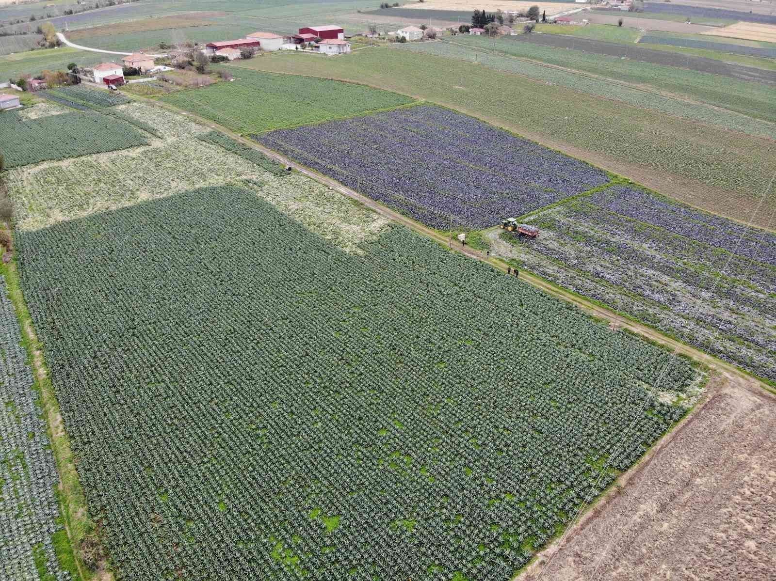 Bafra Ovası altın sezonunu yaşayacak