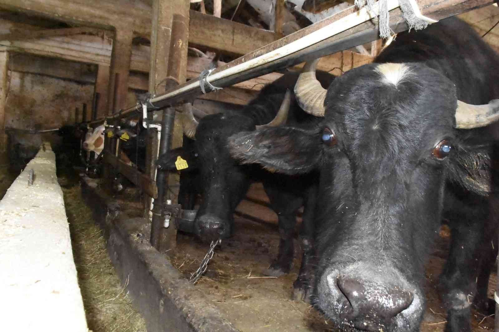 (ÖZEL) Bu ilçede manda çok kıymetli