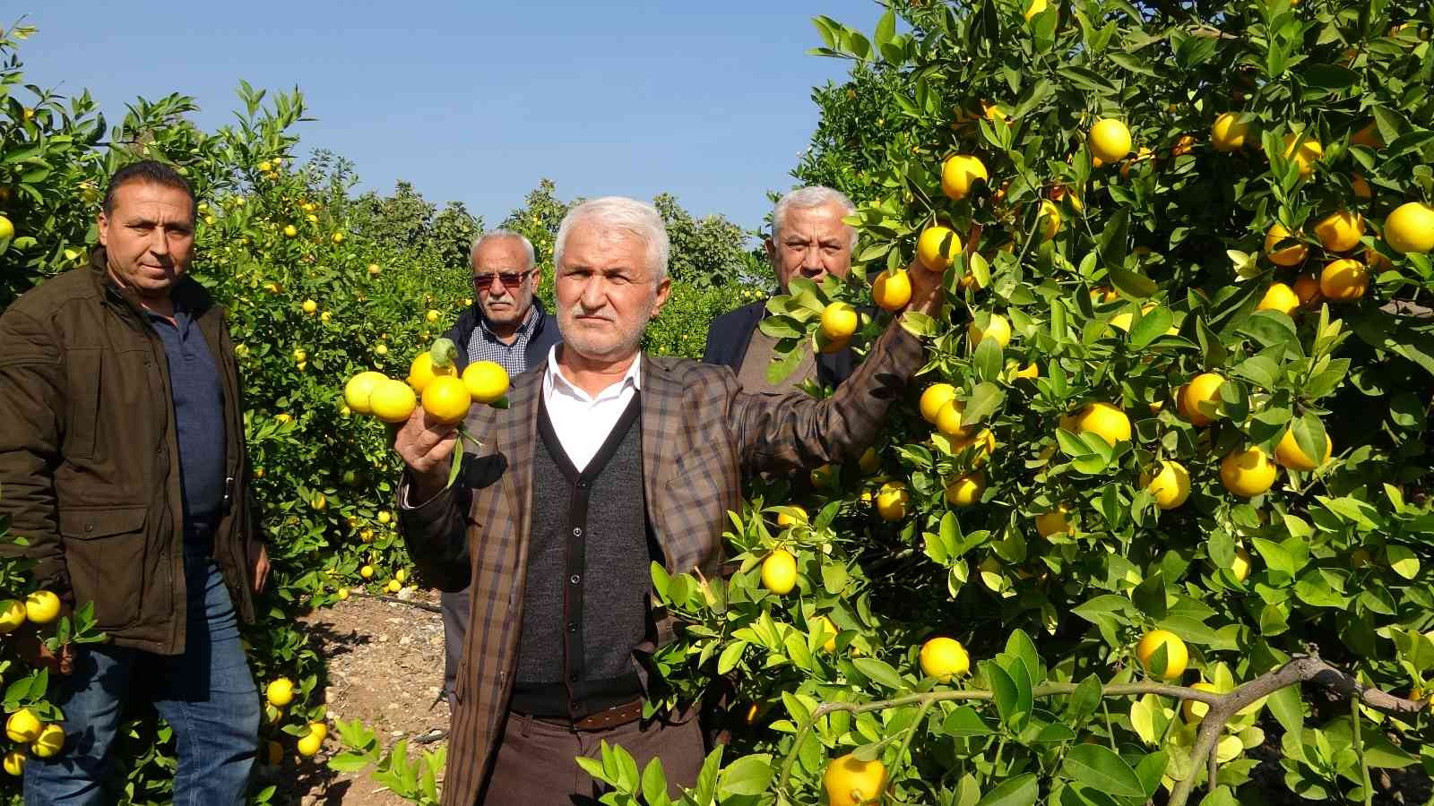 ’Limon kooperatif marketlerinde satılsın’ çağrısı