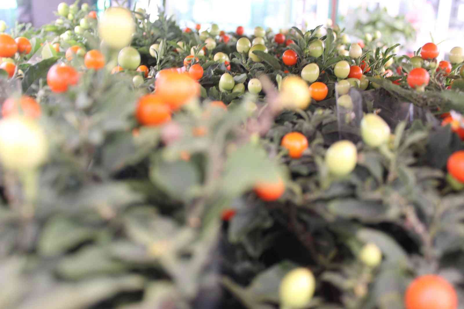 Türkiye’nin çiçek ihtiyacının yüzde 60’ını karşılayan Yalova’da Öğretmenler Günü yoğunluğu