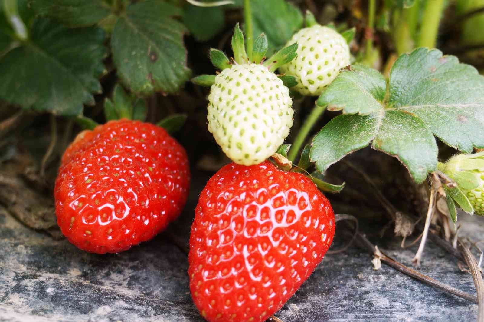 Türkiye’de 2020 yılında 179 bin 777 dekar alanda 546 bin 525 ton çilek üretildi